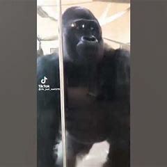 400 Pound Gorilla